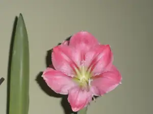 Susan