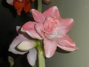 Rozzeta