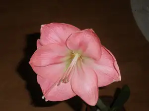 Susan 2