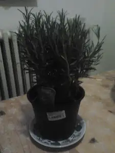 rozmarýnka lékařská z kauflandu :)