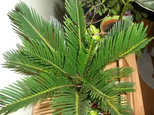 Cykas Revoluta