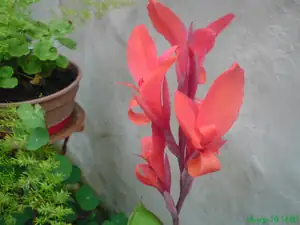 iris66 — 16. srpna 2010