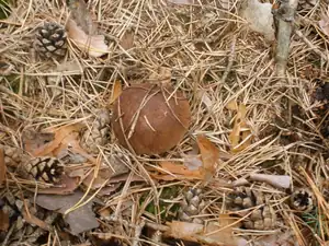 Dominik Mik — 26. března 2013