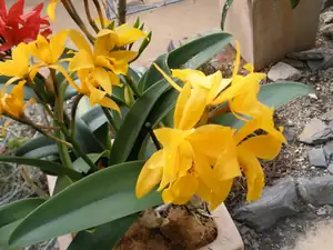 Pra
