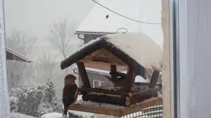 NESTAČILI JSME SYPAT SLUNEČNICE