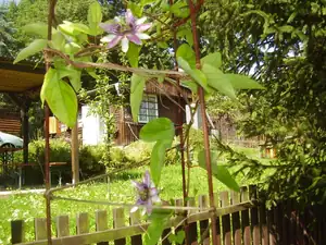 mucenka — 22. srpna 2010