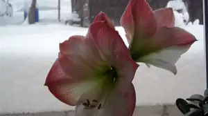 HVĚZDNÍKOVI VŮBEC NEVADÍ ŽE VENKU JE SNÍCH