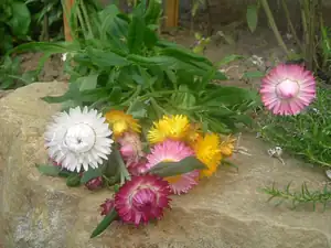 Slaměná krása