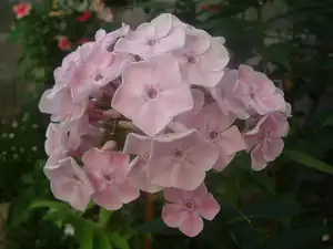 Phlox..moje srdeční záležitost.