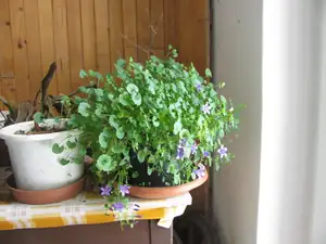 Přezimovaný ženich už kvete .. :)