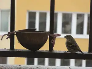 v krmítku
