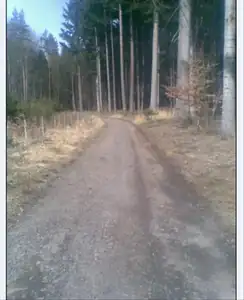 lesní cesta