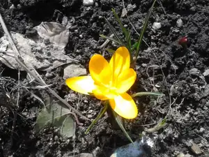první krokus