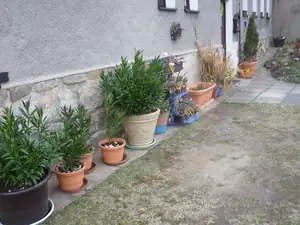 oleandry pěkně přezimovaly