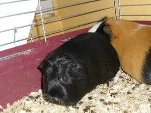 Barborka zep