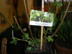 Dominik Mik — 9. dubna 2013