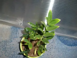 Nev