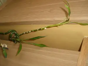 Nejsp