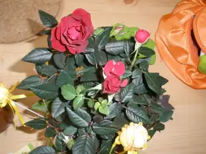 Dominik Mik — 9. dubna 2013