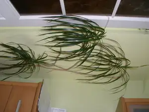 Dracena