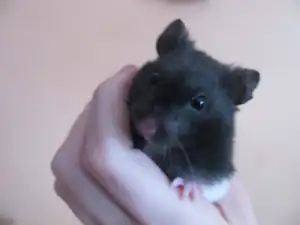 Nový přírůstek do rodiny...