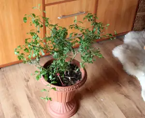 olověnec se snaží...