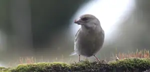 zvonohlík stále čeká na semínka...