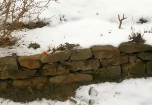 Naši stálí návštěvníci drozd s kosem (4.4.)