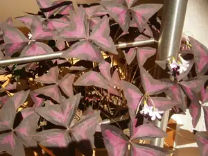 Oxalis..už půjde brzy ven