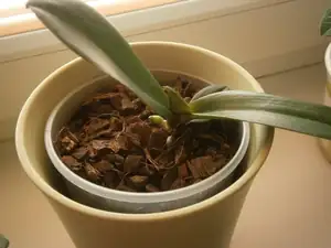 Odsazená orchidej snad se ujme