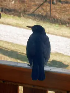 Ráno už koncertuje (8.4.)