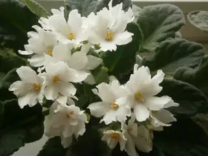 Fialka nezmarka