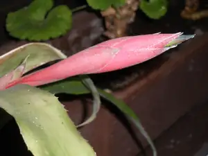 Bilbellrgia nutans nebo-li Čínský oves