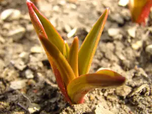 Botanick