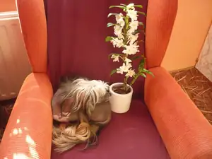 pes a orchidej