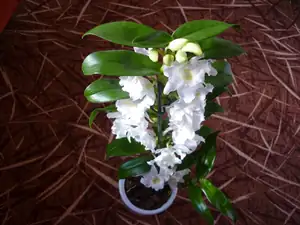 orchidej