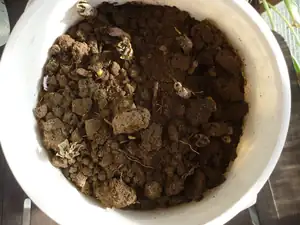 Brambory už lezou