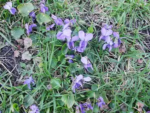iris66 — 15. dubna 2013