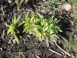iris66 — 15. dubna 2013