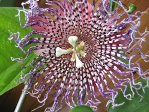 P. alata