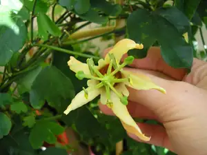 P. aurantia