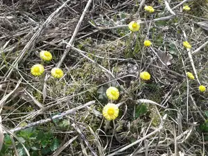 iris66 — 18. dubna 2013