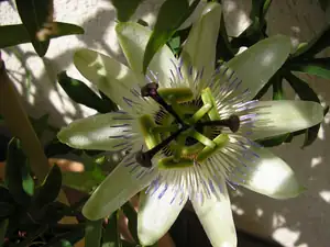 P. caerulacea