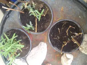 asi estragon