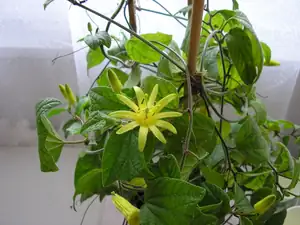 P. citrine