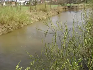 Odra