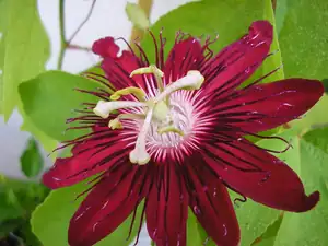 P. Lady Margaret