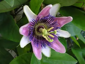 P. Laura
