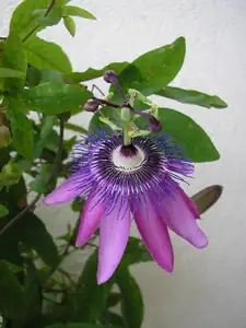 P. Lavender Lady