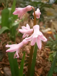 Hyacinty nejsou letos nic moc